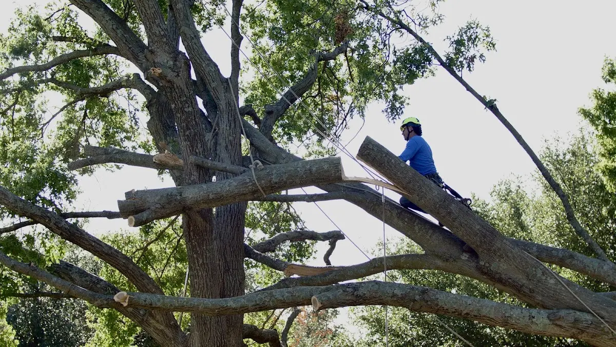 Professional Crown Thinning performed by certified arborists in Seguin