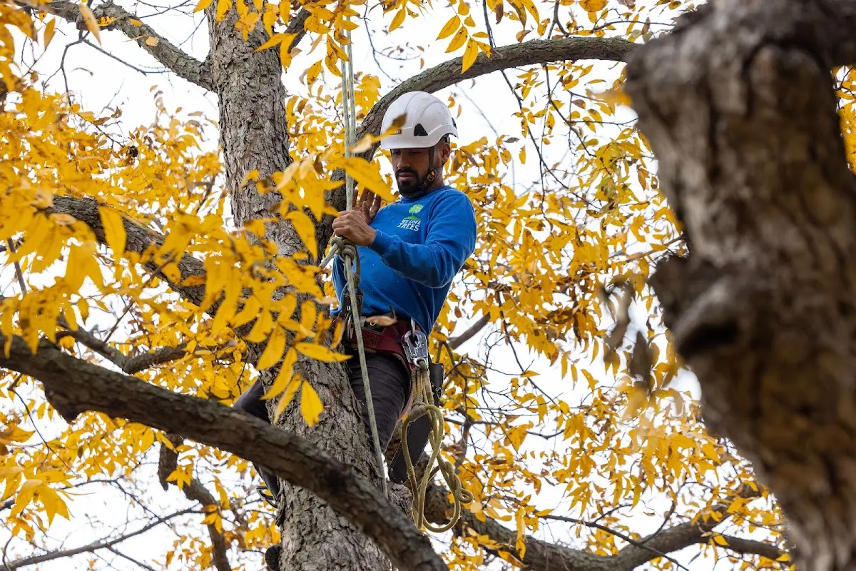 Skilled Tree Trimming crew working in Seguin